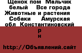 Щенок пом. Мальчик белый  - Все города Животные и растения » Собаки   . Амурская обл.,Константиновский р-н